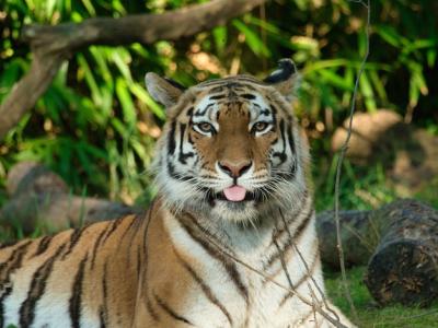 Closeup of a Siberian Tiger in Greenery Under Sunlight – Free Download