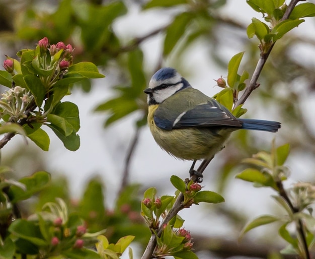 Closeup Shot of a Eurasian Blue Tit Perched on a Tree Branch – Free Download