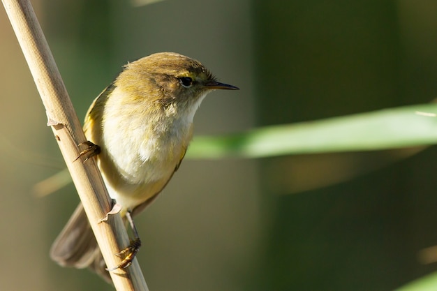 Small Willow Warbler on a Branch – Free Download