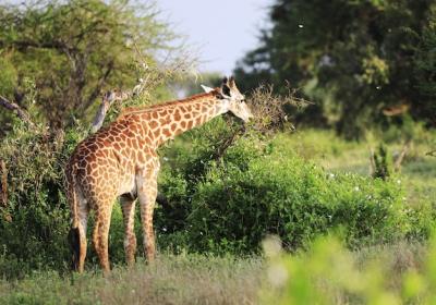 Cute Massai Giraffe in Tsavo East National Park, Kenya, Africa – Free Download