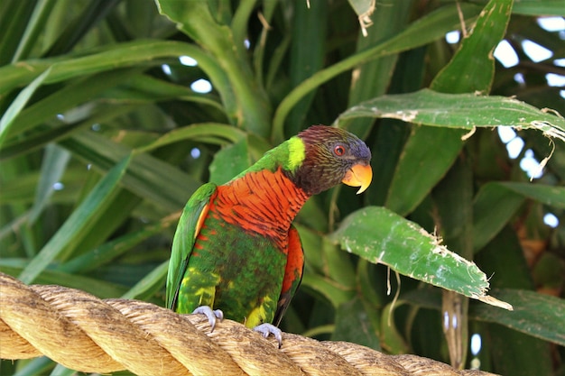 Rainbow Lorikeet on a Rope – Free Download