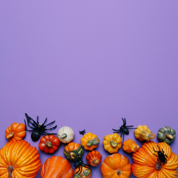 Halloween Pumpkins and Spiders with Copy Space – Free Stock Photo for Download