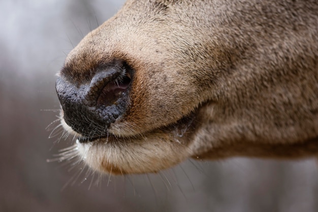 Close-up of Wild Deer in the Forest – Free Download