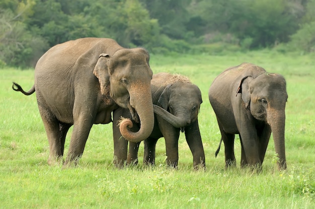 Majestic Elephants in Sri Lanka’s National Park – Free to Download