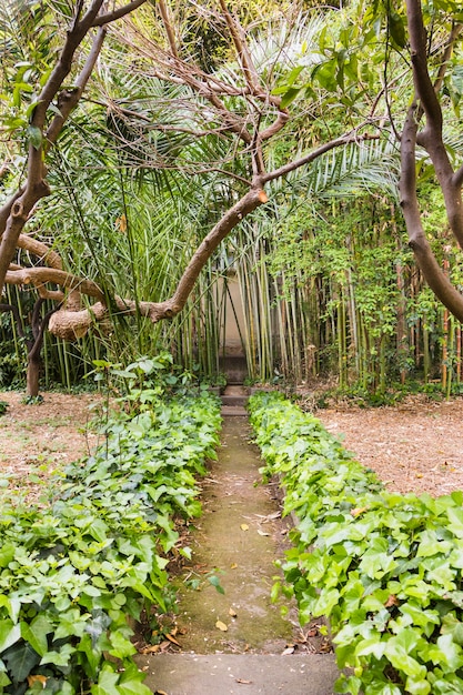 Footpath in Tropical Forest – Free Download