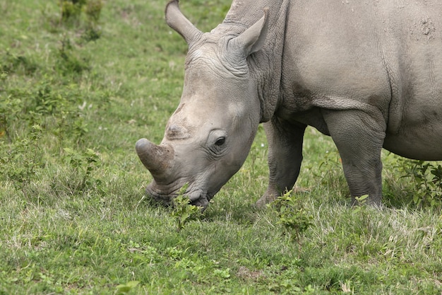 Magnificent Rhinoceros Grazing in Lush Grass Fields – Free Stock Photo, Download for Free