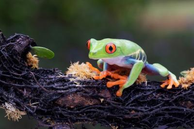 Red Eyes Tree Frog Hanging on Branch – Free Download