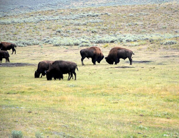 American Bison Grazing on a Lush Green Field – Free Stock Photo for Download