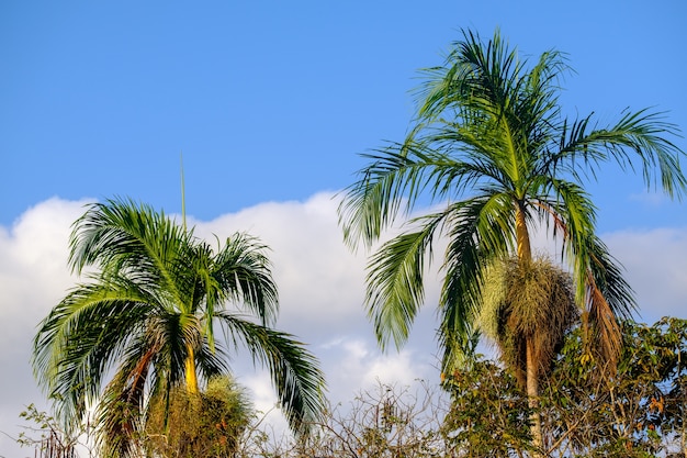 Low Angle View of Palm Trees Bathed in Sunlight and Blue Sky – Free Stock Photo for Download