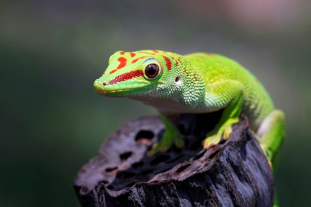 Madagascar Giant Day Gecko – Free Stock Photo for Download