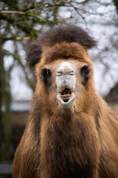 Front View of a Brown Camel – Free Stock Photo, Download Free