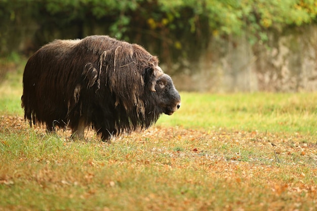 European Muskox in a Stunning Meadow – Free Download