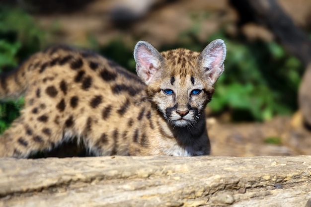 Portrait of Baby Cougar – Free Stock Photo for Download