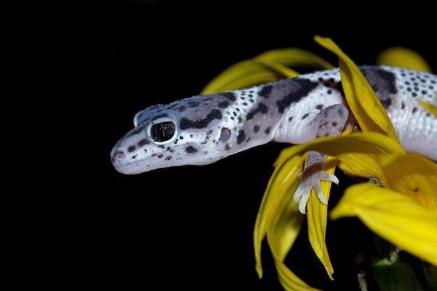 Close-Up of Leopard Gecko Head on Flower – Free Download