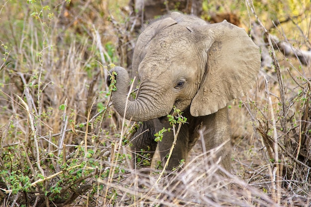 Cute Baby Elephant Eating a Plant – Free Download