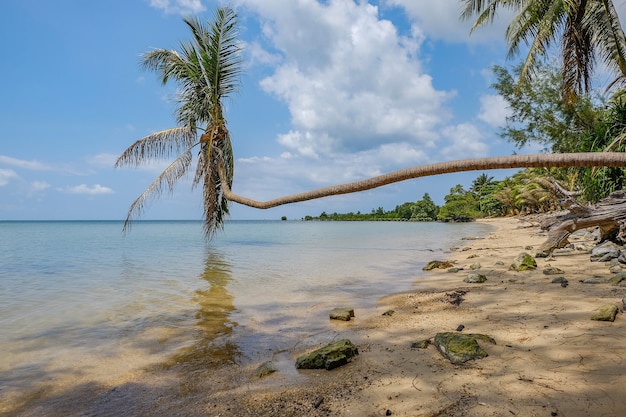 Palm Tree on the Beach Under Blue Sky and Sunlight – Free Stock Photo for Download