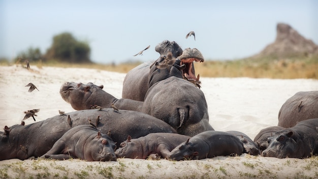 Africa Hippopotamus amphibius – Free Download Free Stock Photo