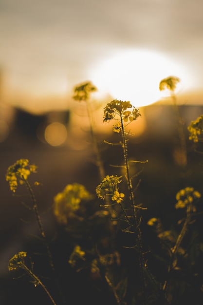 Beautiful Green Small Flowers in a Field – Free Stock Photo for Download