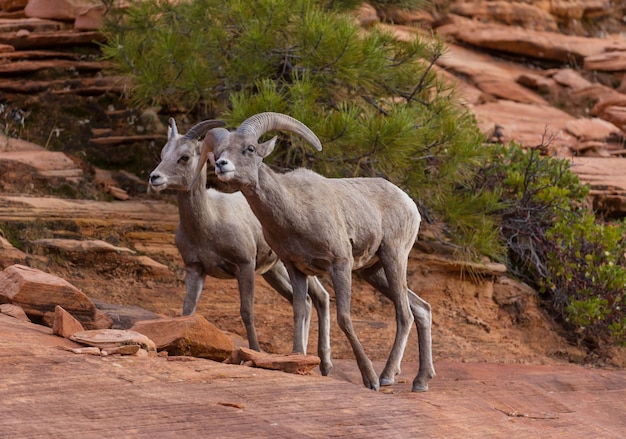 Mountain Goat – Free Stock Photo for Download