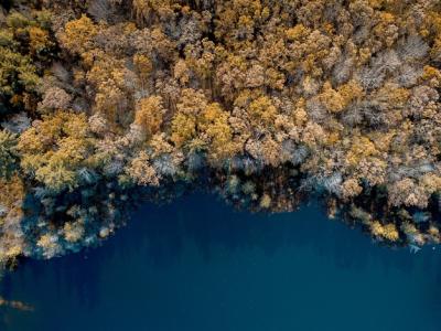 Aerial Shot of Brown Leafed Trees Near Water – Free Download