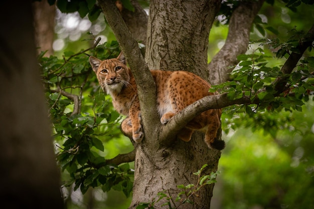 Beautiful and Endangered Lynx Cub in Its Natural Habitat – Free Stock Photo for Download