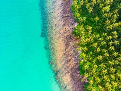 Stunning Aerial View of Beach and Sea Surrounded by Coconut Palm Trees – Free Download