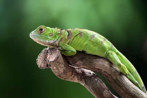 Close-up of a Beautiful Green Iguana on Wood – Free Stock Photo, Download for Free