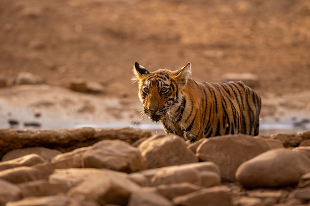 Amazing Tiger in its Natural Habitat – Free Download of Stunning Wildlife Photo