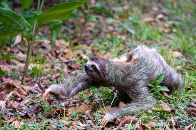 Two-Toed Sloth on the Ground Covered in Leaves and Grass – Free Stock Photo for Download