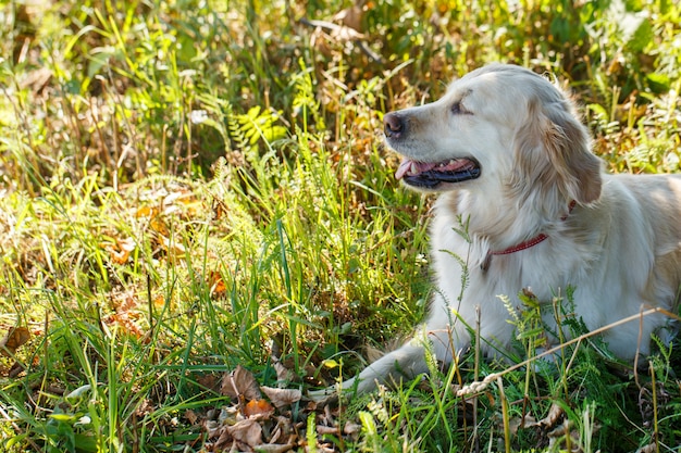 Adorable Dog in the Grass – Free Stock Photo for Download