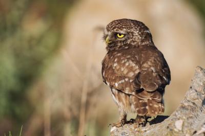 The Little Owl on a Stone with Her Head Turned – Free Stock Photo, Download Free