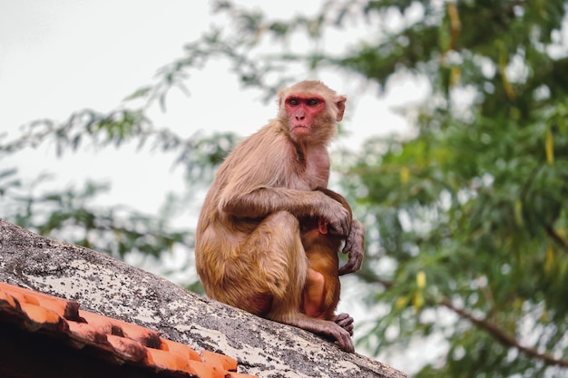 Closeup Shot of a Cute Monkey Sitting on the Roof – Free Download