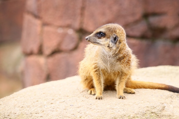 Meerkat on a Rock – Free Stock Photo for Download