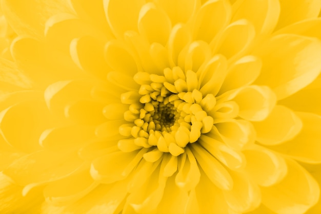 Beautiful Yellow Flower Close-Up – Free to Download