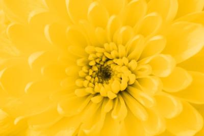 Beautiful Yellow Flower Close-Up – Free to Download