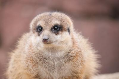 Cute Meerkat Closeup – Free Stock Photo for Download