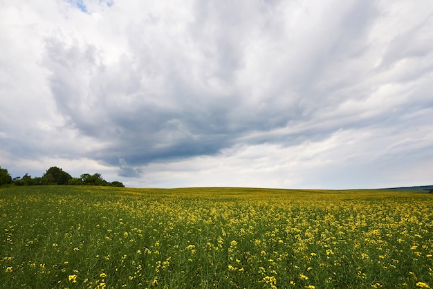 Bright Yellow Rapeseed Field in Spring – Free Download