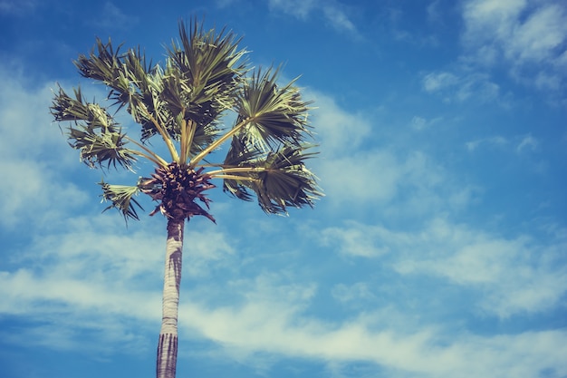 Palm Tree Against a Sky Background – Free Stock Photo, Download for Free