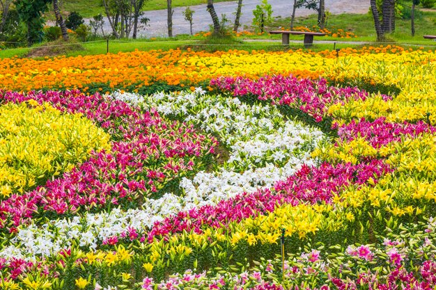 A Variety of Flower Fields at the Taean Tulip Festival – Free Stock Photos for Download