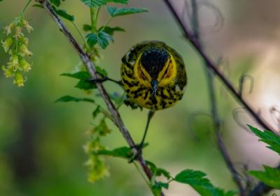 Magnolia Warbler (Setophaga magnolia) – Free Stock Photo for Download