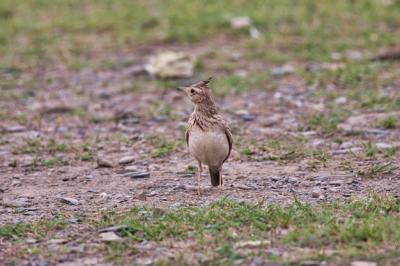 Skylark Bird on the Ground in Pakistan – Free Stock Photo for Download