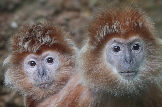 A Pair of Francois Langur Family – Free Stock Photo for Download