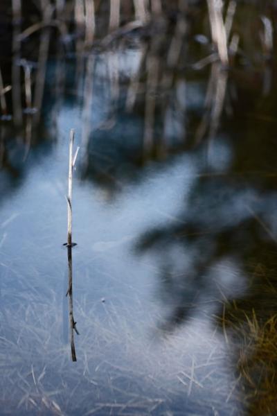 Serene Forest Reflections in a Tranquil Lake – Free Stock Photo for Download