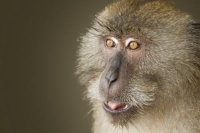 Closeup Shot of a Monkey with Its Eyes Wide Open – Free Download