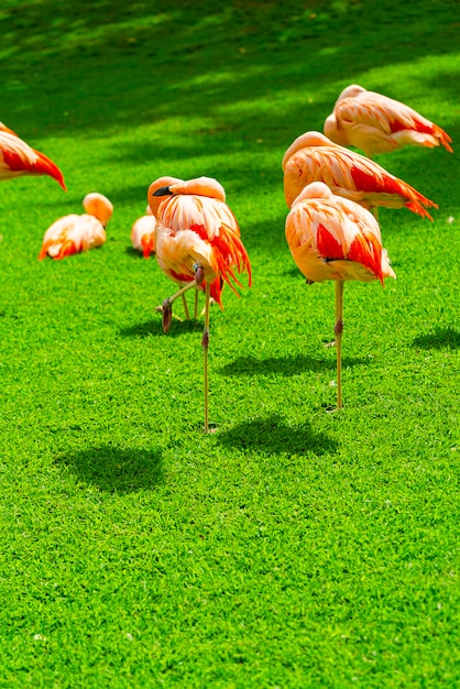 Beautiful Flamingo Group on Grass in the Park – Free Stock Photo, Download Free Stock Photo