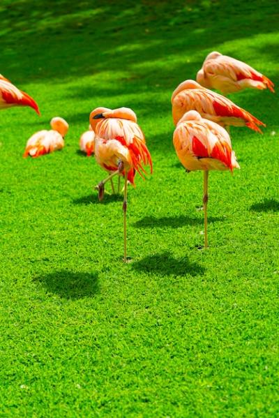 Beautiful Flamingo Group on Grass in the Park – Free Stock Photo, Download Free Stock Photo