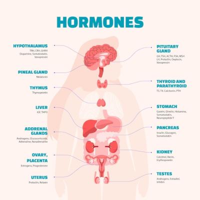 Flat Design Hormones Infographic – Download Free Stock Photo