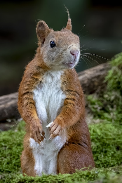 Curious Squirrel Closeup in a Forest – Free to Download