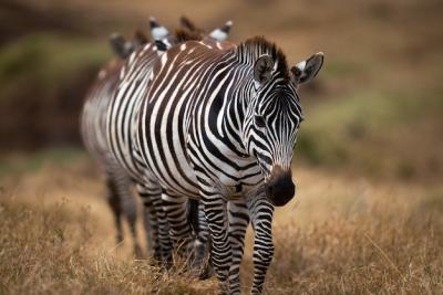 Closeup of Plains Zebras in a Meadow at Ngorongoro Conservation Area – Free Download