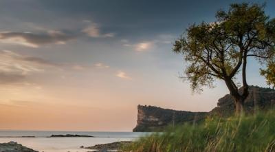 Stunning Tree on the Beach by a Rocky Cliff and Scenic Sky – Free Download